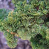 Chamaecyparis obtusa 'Just Dandy' Hinoke Cypress PLTD 2012