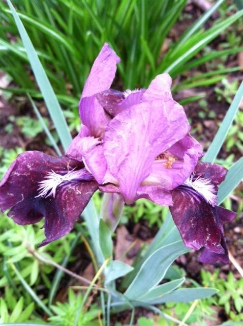 Photo of Standard Dwarf Bearded Iris (Iris 'Regards') uploaded by grannysgarden