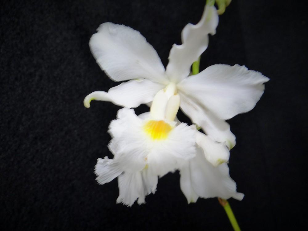 Photo of Orchid (Myrmecophila humboldtii) uploaded by hawkarica