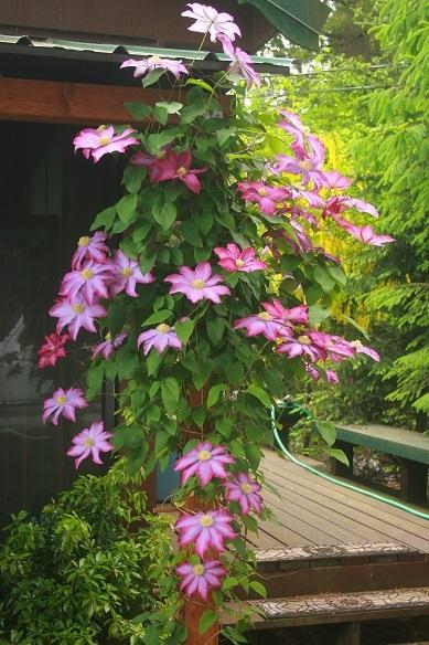 Photo of Clematis 'Pink Champagne' uploaded by riverman123
