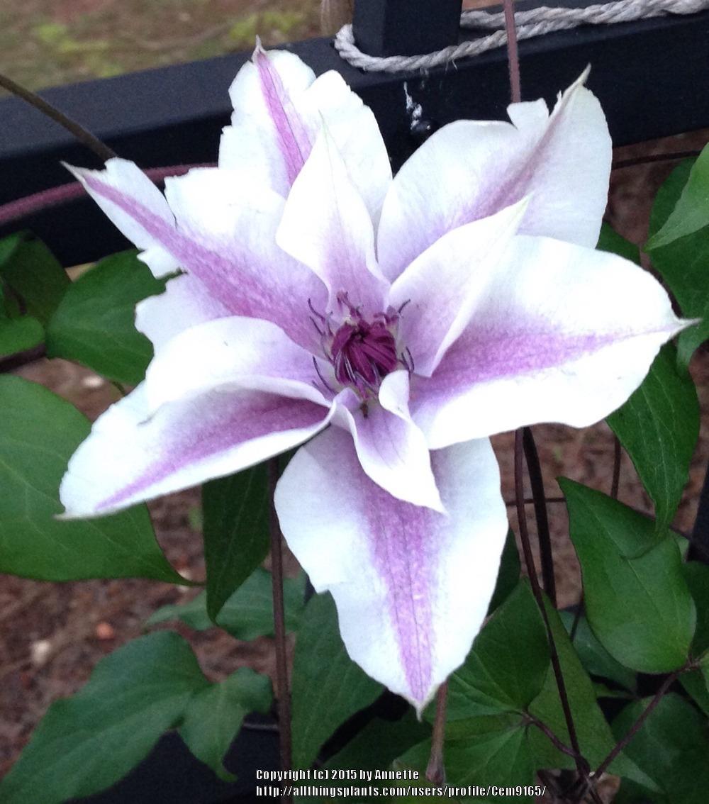 Photo of Clematis 'Best Wishes' uploaded by Cem9165