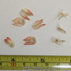 Location: Georgia, USA
Garden-collected seed shown. On left, bracts that hold a single s