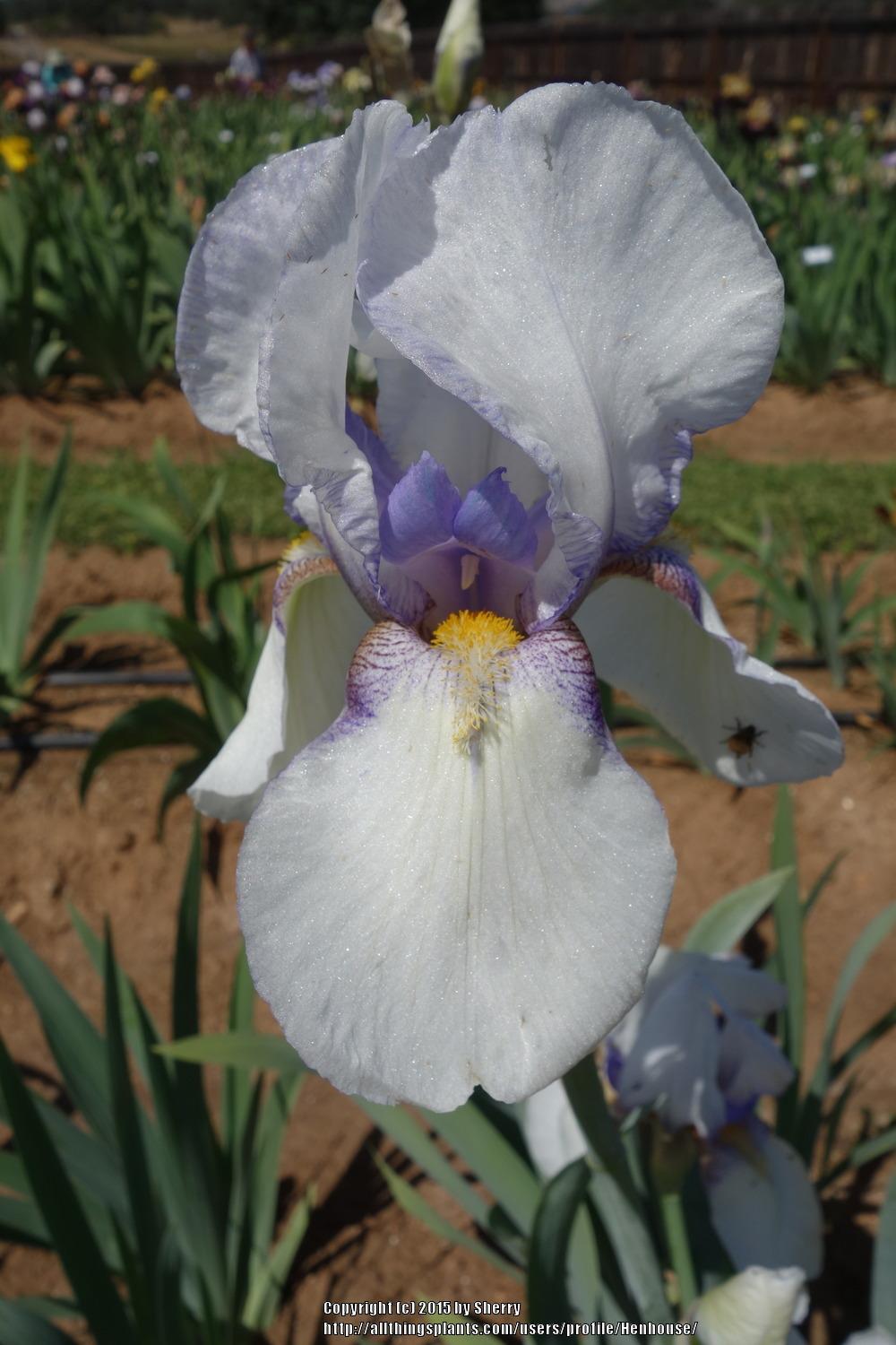 Photo of Tall Bearded Iris (Iris 'Los Angeles') uploaded by Henhouse