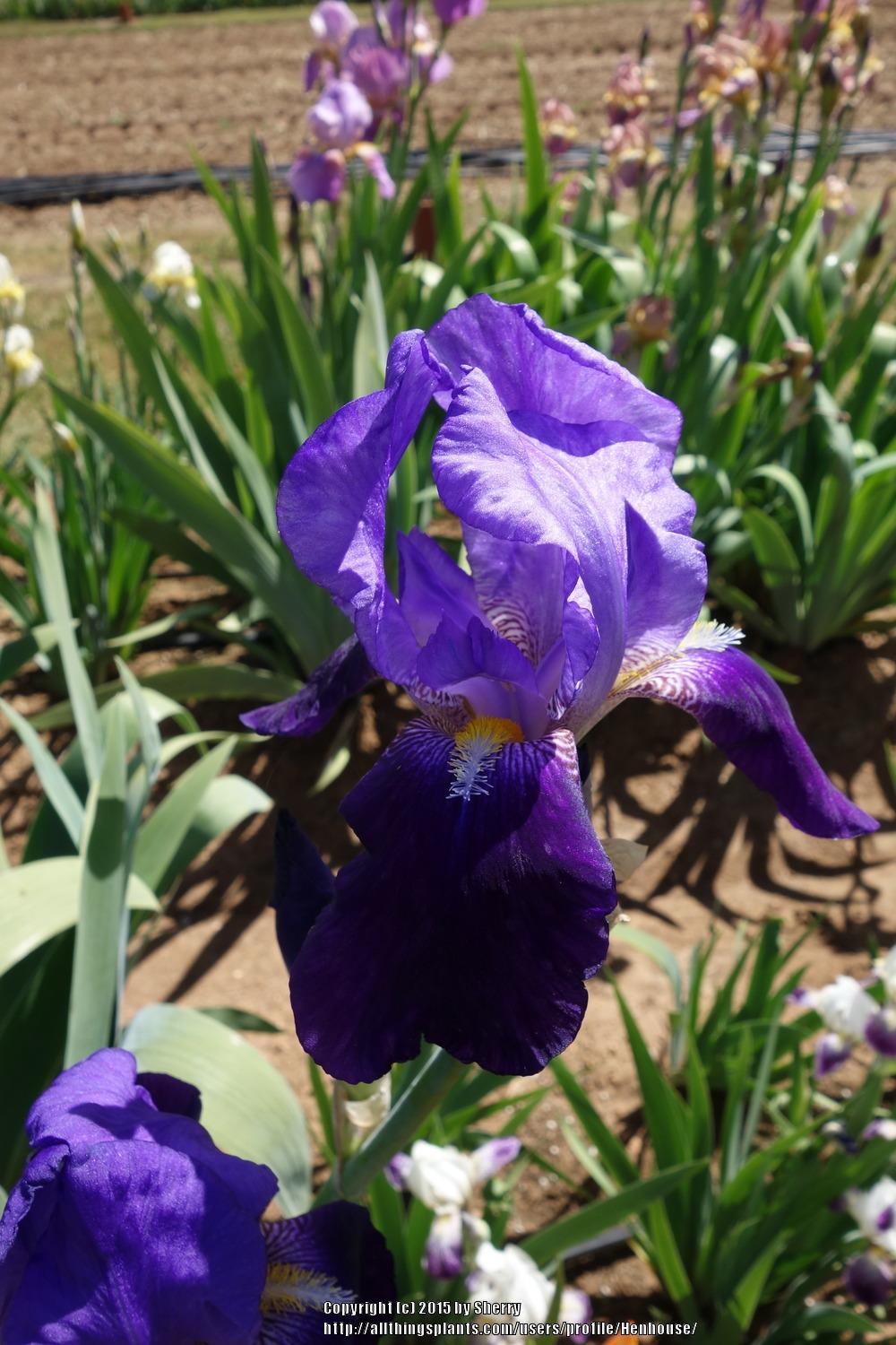 Photo of Tall Bearded Iris (Iris 'Acropolis') uploaded by Henhouse