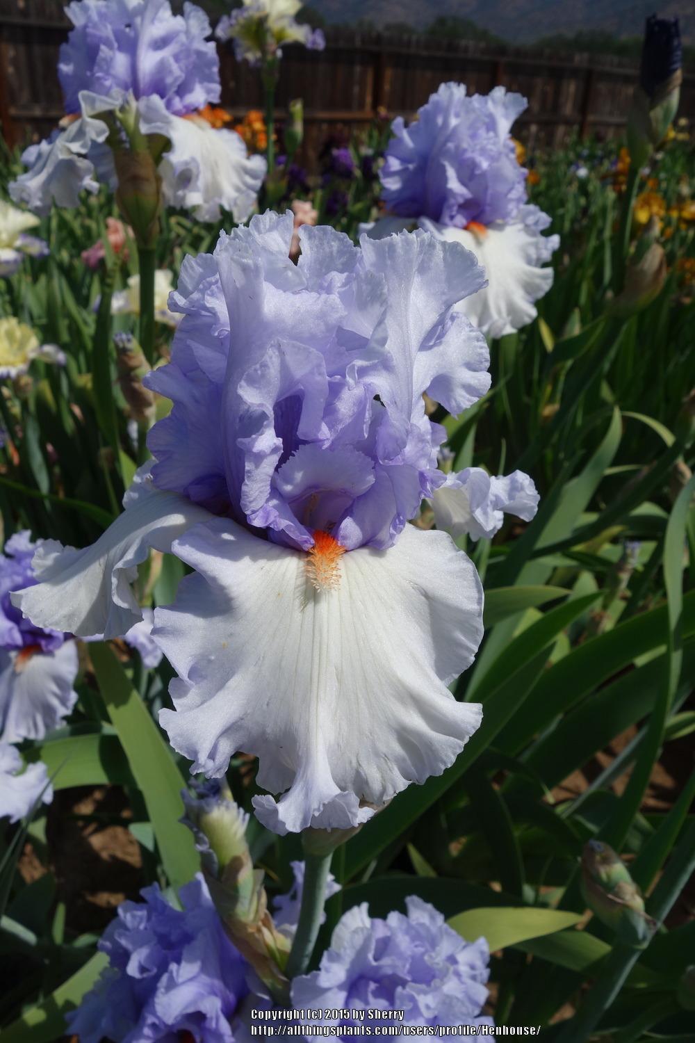 Photo of Tall Bearded Iris (Iris 'Blue Rising') uploaded by Henhouse