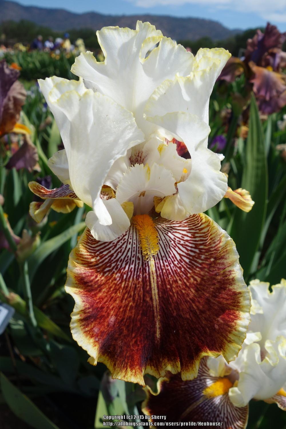 Photo of Tall Bearded Iris (Iris 'Carousel of Dreams') uploaded by Henhouse