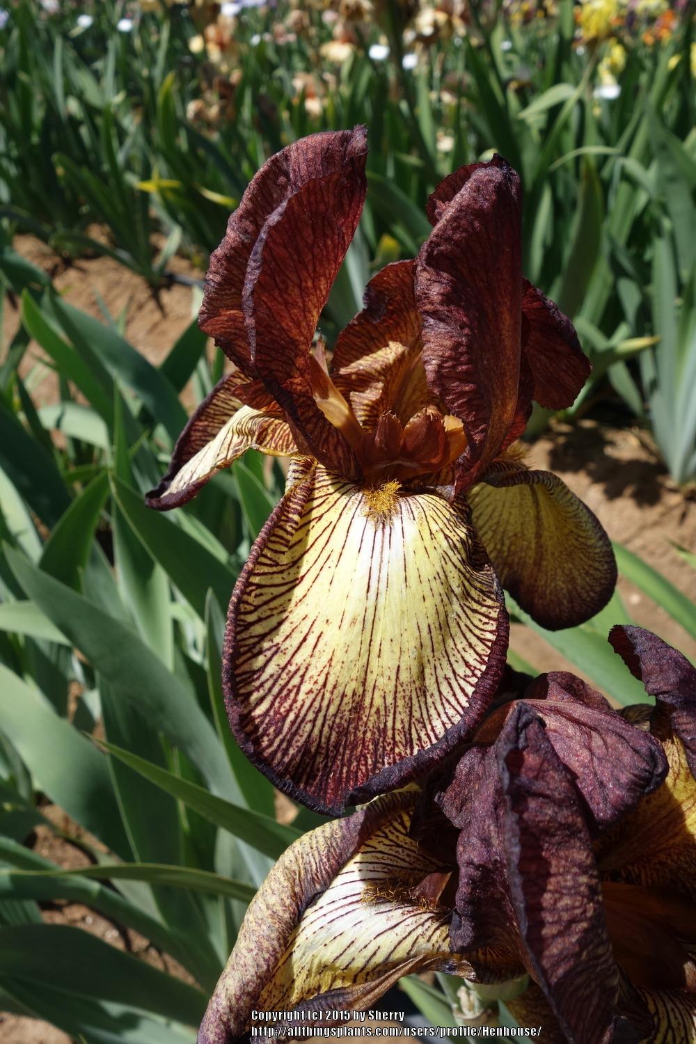 Photo of Tall Bearded Iris (Iris 'Tropical Butterfly') uploaded by Henhouse