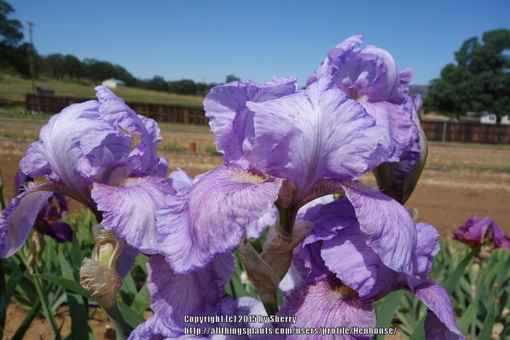 Photo of Arilbred Iris (Iris 'Blue Motife') uploaded by Henhouse