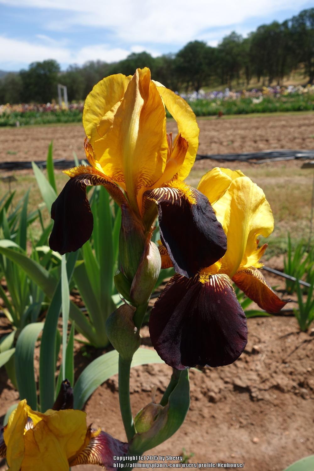 Photo of Tall Bearded Iris (Iris 'Black and Gold') uploaded by Henhouse
