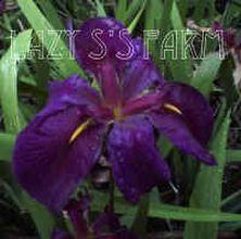 Photo of Louisiana Iris (Iris 'Black Gamecock') uploaded by Joy