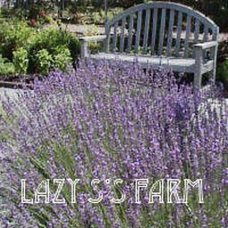 Photo of Lavender (Lavandula x intermedia 'Provence') uploaded by Joy