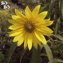 Photo of Maximilian Sunflower (Helianthus maximiliani) uploaded by Joy