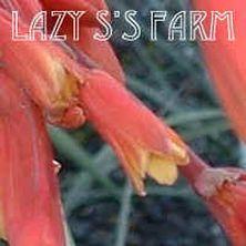 Photo of Red Yucca (Hesperaloe parviflora) uploaded by Joy