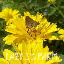 Photo of False Sunflower (Heliopsis helianthoides var. scabra Summer Sun) uploaded by Joy