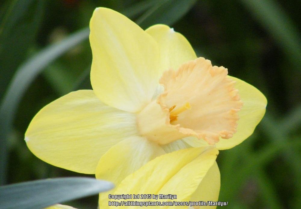 Photo of Large-Cupped Daffodil (Narcissus 'Capree Elizabeth') uploaded by Marilyn