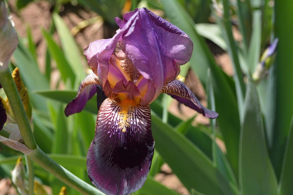 Photo of Tall Bearded Iris (Iris 'Voltigeur') uploaded by Phillipb2