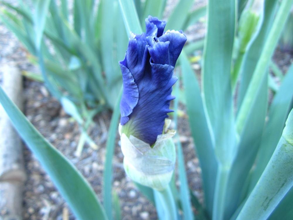 Photo of Tall Bearded Iris (Iris 'In Your Dreams') uploaded by UndertheSun