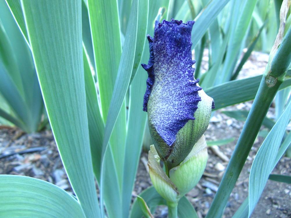 Photo of Tall Bearded Iris (Iris 'Autumn Explosion') uploaded by UndertheSun