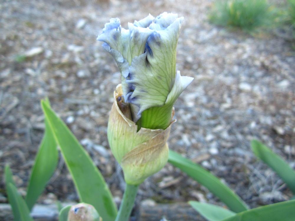 Photo of Tall Bearded Iris (Iris 'Never Been Kissed') uploaded by UndertheSun
