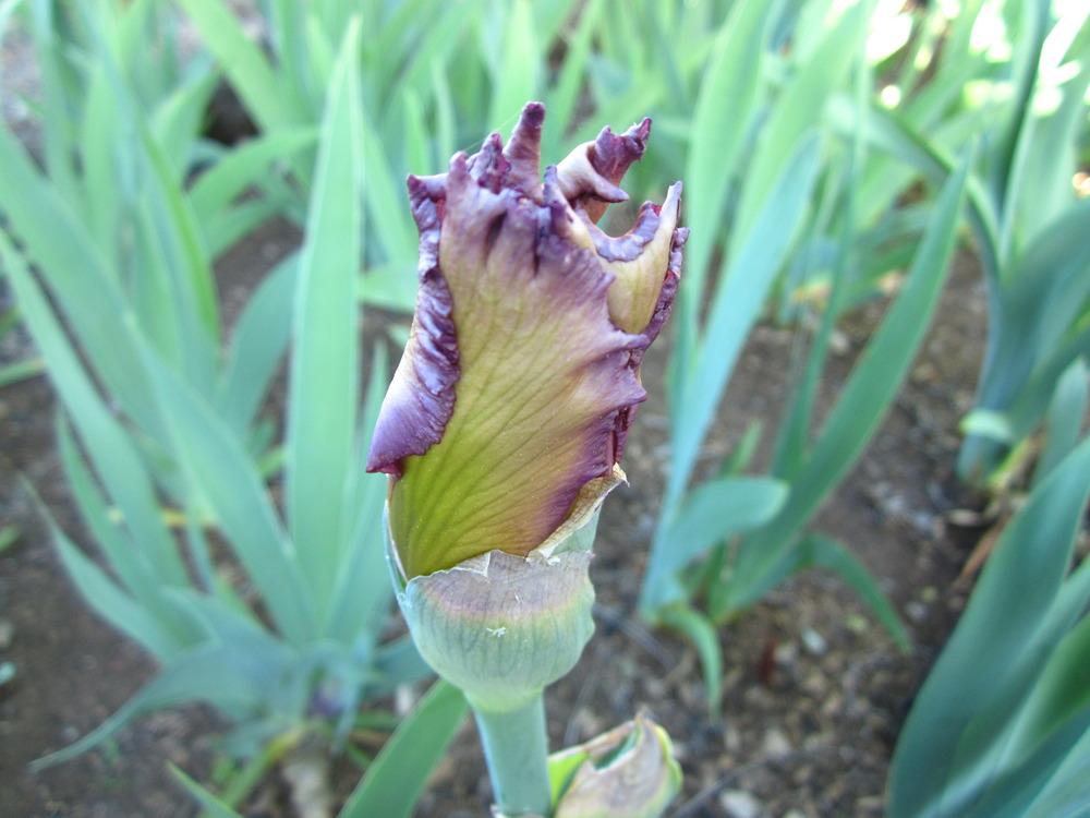 Photo of Tall Bearded Iris (Iris 'Petal Pushers') uploaded by UndertheSun