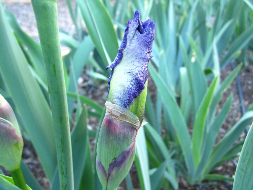 Photo of Tall Bearded Iris (Iris 'Jesse's Song') uploaded by UndertheSun