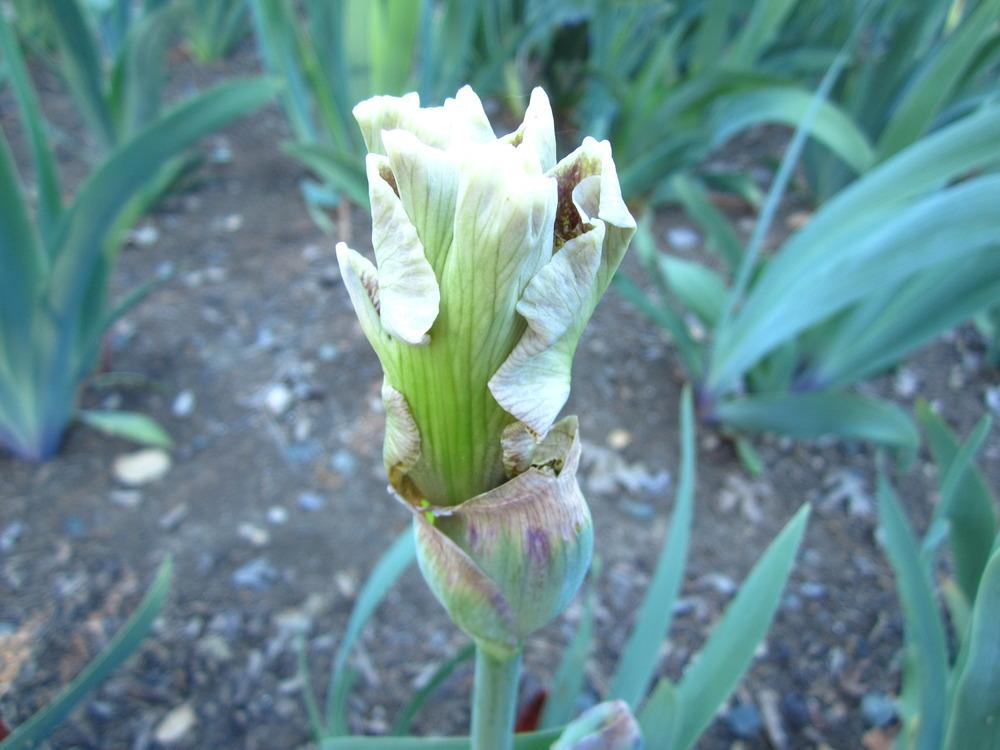 Photo of Tall Bearded Iris (Iris 'Owyhee Desert') uploaded by UndertheSun