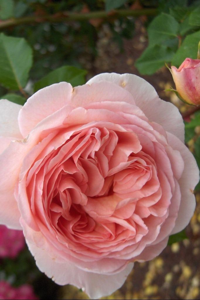 Photo of Rose (Rosa 'Abraham Darby') uploaded by admin