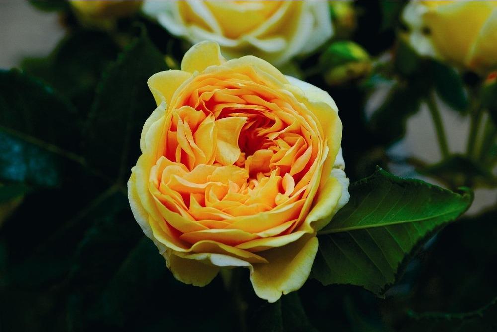 Photo of Rose (Rosa 'Golden Zest') uploaded by admin