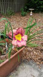 Thumb of 2015-04-21/gardenglory/eb7aba