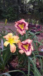 Thumb of 2015-04-21/gardenglory/f501ed