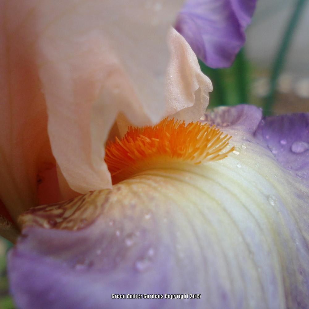 Photo of Tall Bearded Iris (Iris 'Planned Treasure') uploaded by lovemyhouse