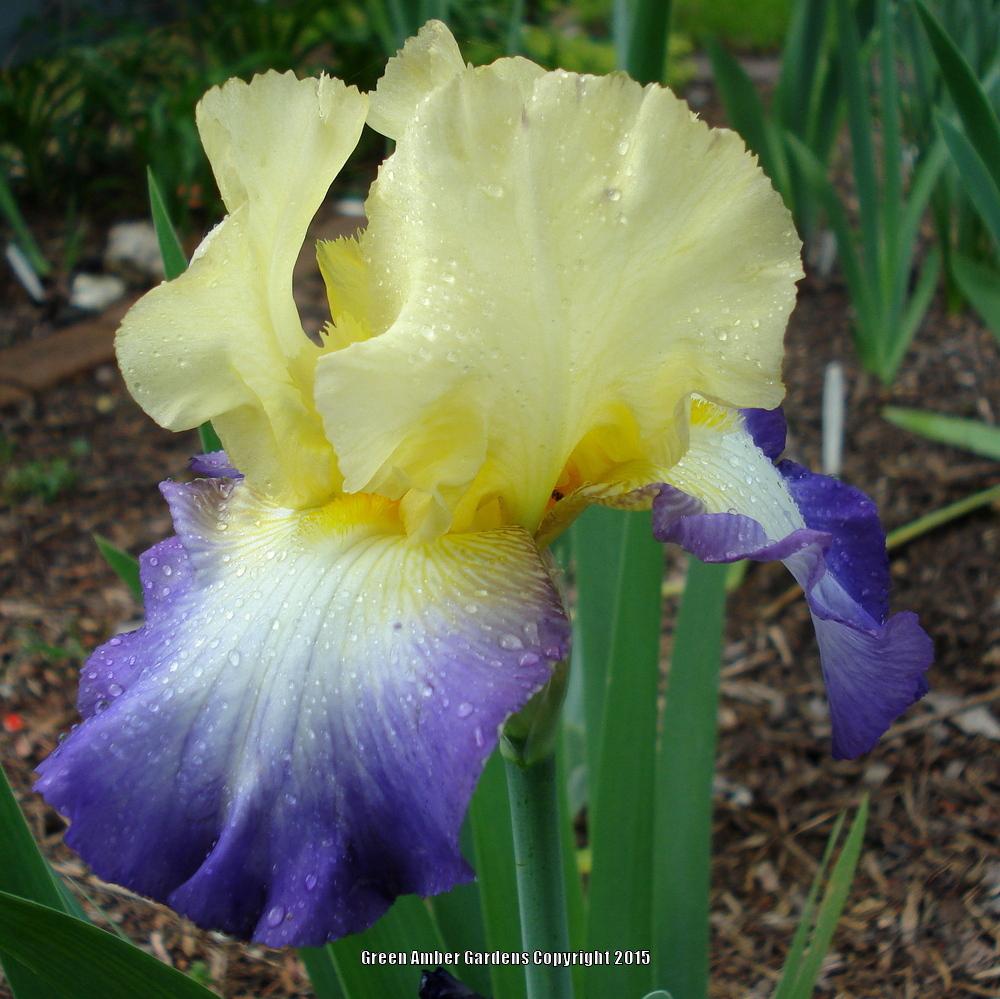 Photo of Tall Bearded Iris (Iris 'Designer's Art') uploaded by lovemyhouse