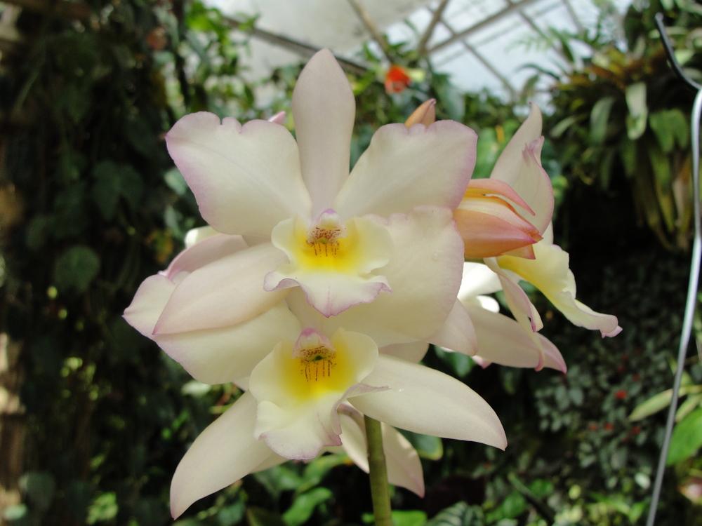 Photo of Orchid (Jackfowlieara Appleblossom) uploaded by mellielong
