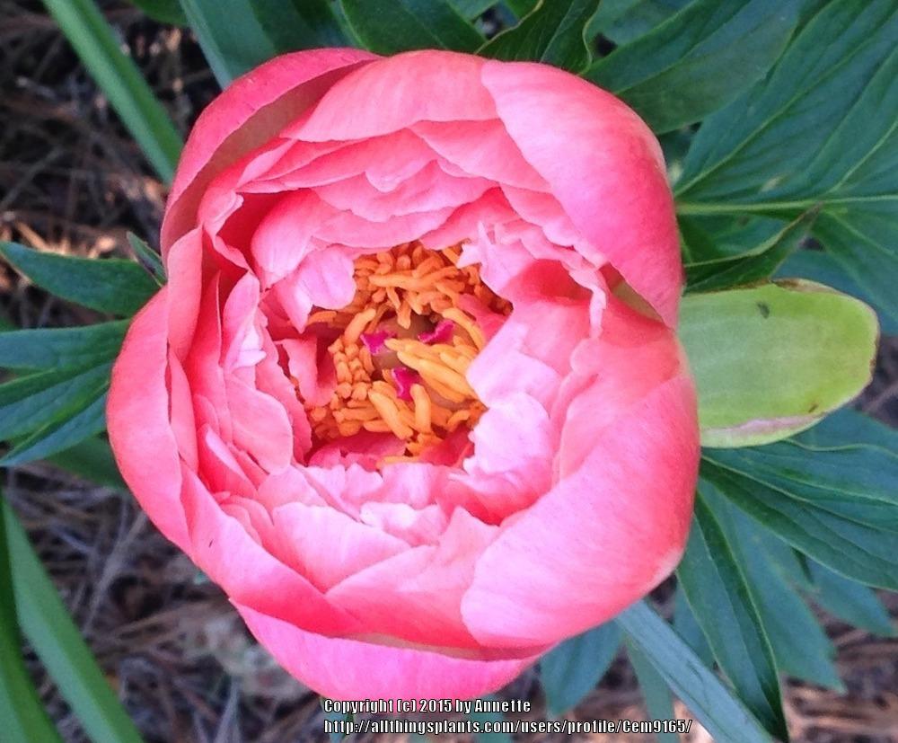 Photo of Garden Peony (Paeonia 'Coral Supreme') uploaded by Cem9165