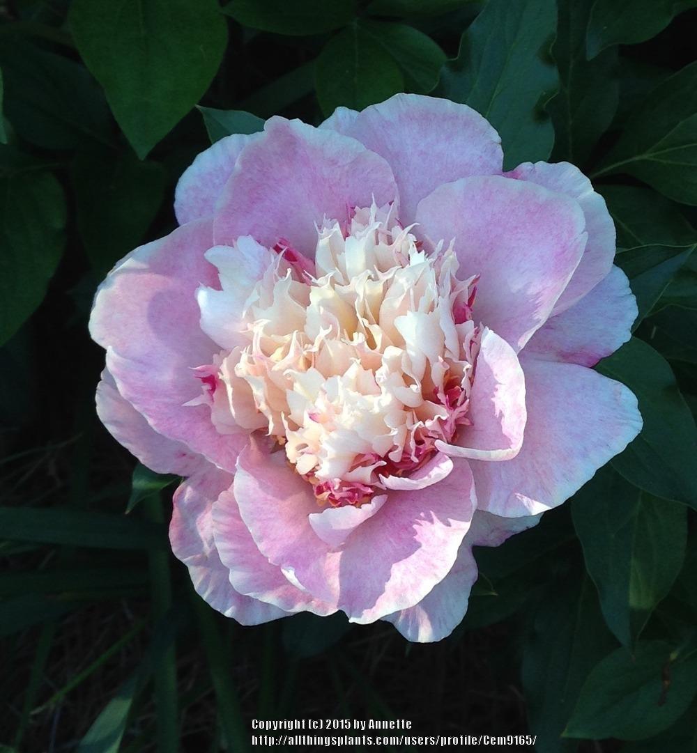 Photo of Peony (Paeonia lactiflora 'Do Tell') uploaded by Cem9165
