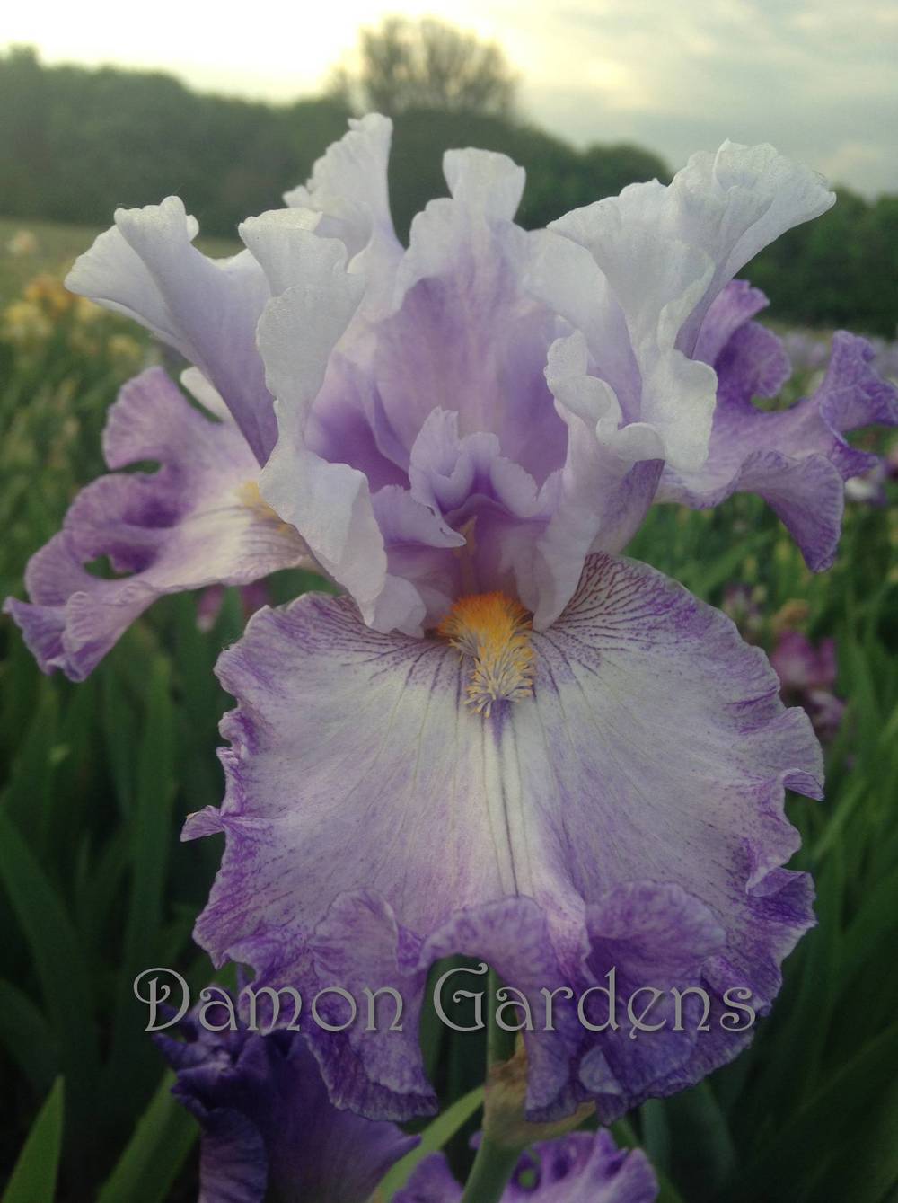 Photo of Tall Bearded Iris (Iris 'Athens') uploaded by DamonGardens