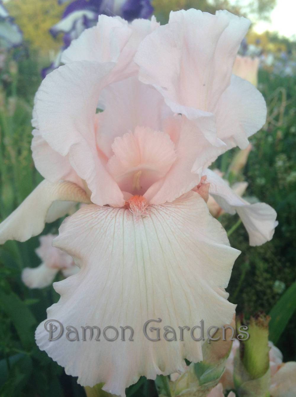 Photo of Tall Bearded Iris (Iris 'Beverly Sills') uploaded by DamonGardens