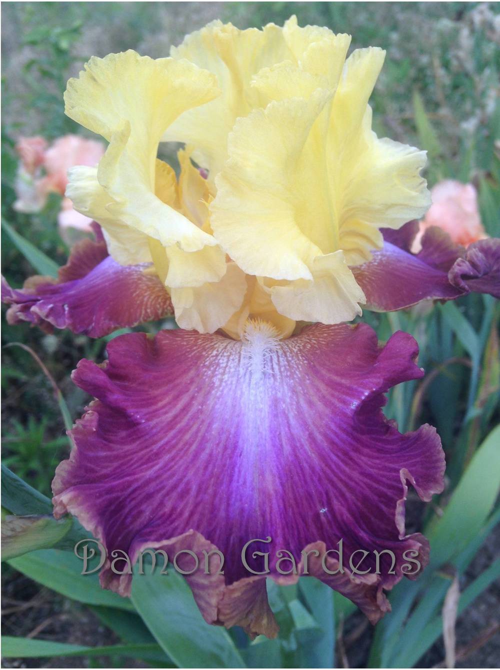 Photo of Tall Bearded Iris (Iris 'Darcy's Choice') uploaded by DamonGardens