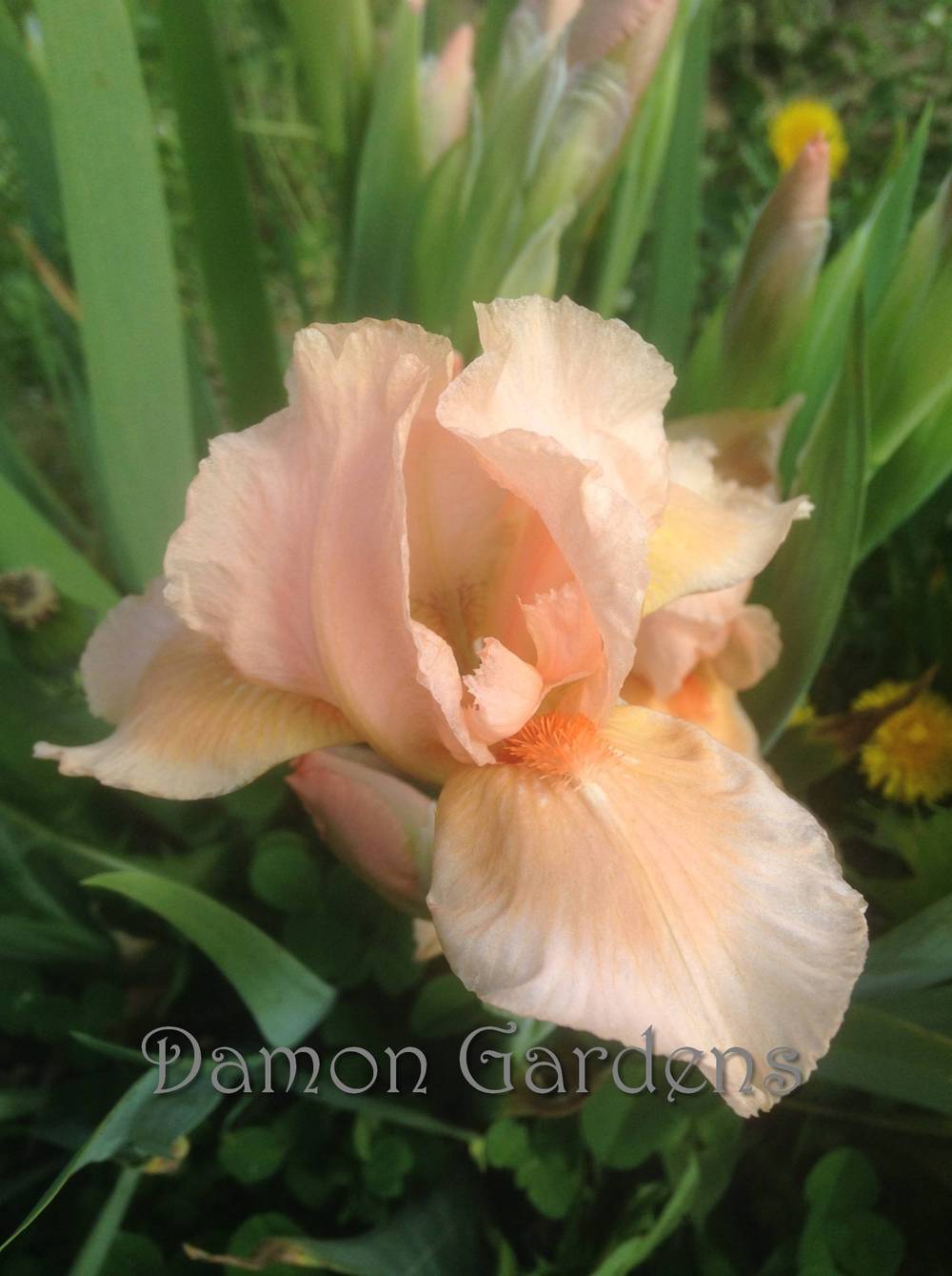 Photo of Standard Dwarf Bearded Iris (Iris 'Bright Vision') uploaded by DamonGardens