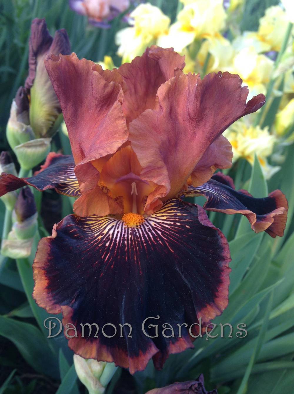 Photo of Tall Bearded Iris (Iris 'Around We Go') uploaded by DamonGardens