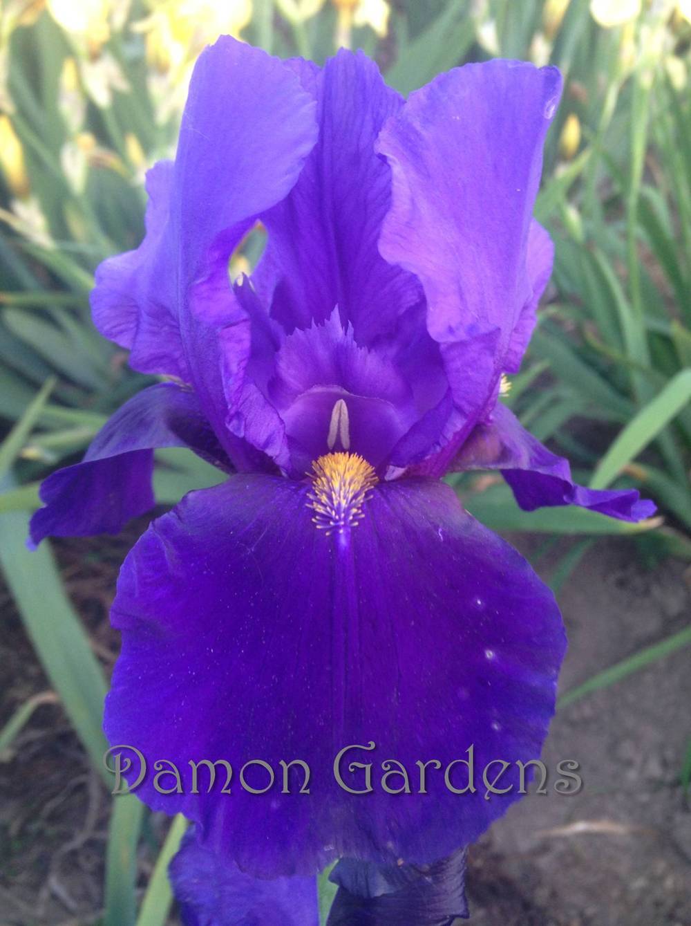 Photo of Tall Bearded Iris (Iris 'Allegiance') uploaded by DamonGardens
