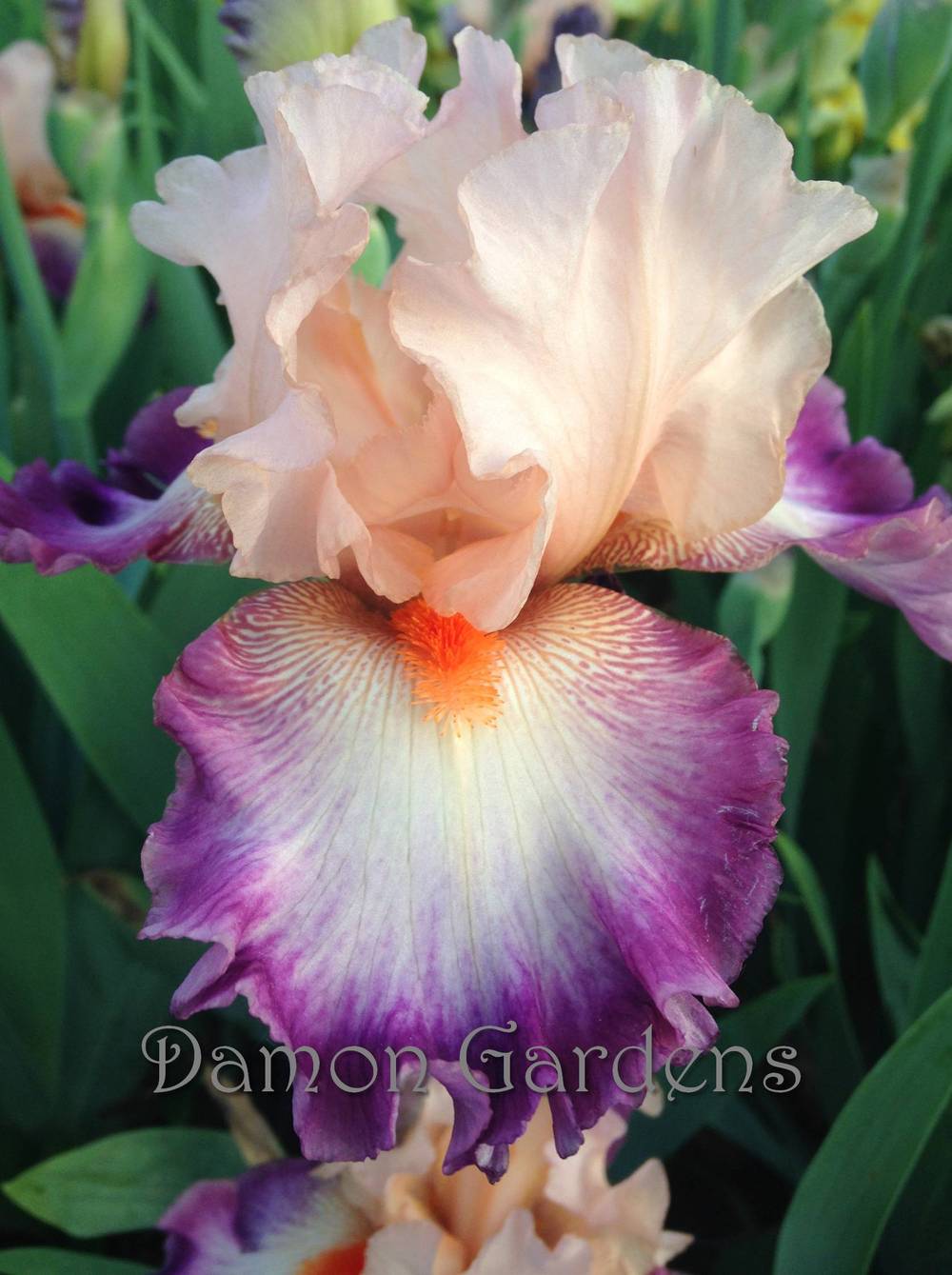 Photo of Tall Bearded Iris (Iris 'Come Away with Me') uploaded by DamonGardens