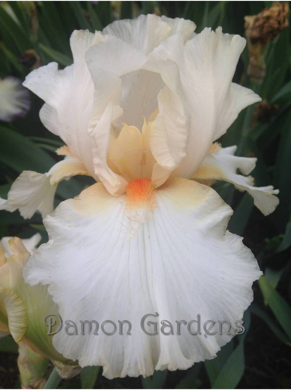 Photo of Tall Bearded Iris (Iris 'Chill Factor') uploaded by DamonGardens