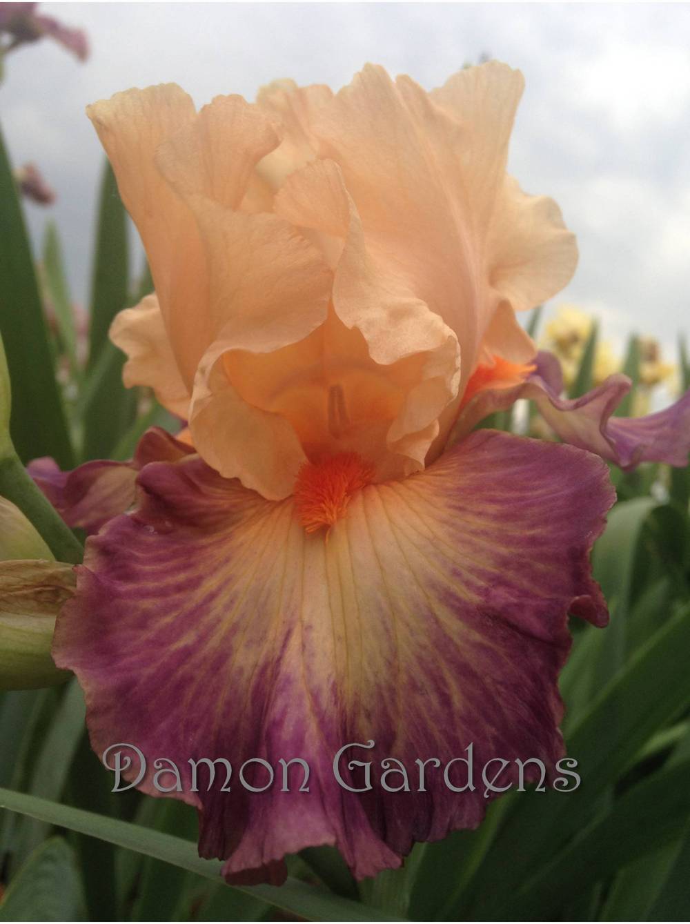 Photo of Tall Bearded Iris (Iris 'Brazilian Art') uploaded by DamonGardens