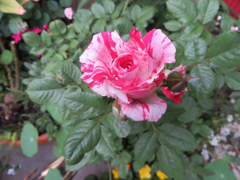 Photo of Rose (Rosa 'Scentimental') uploaded by JulieB