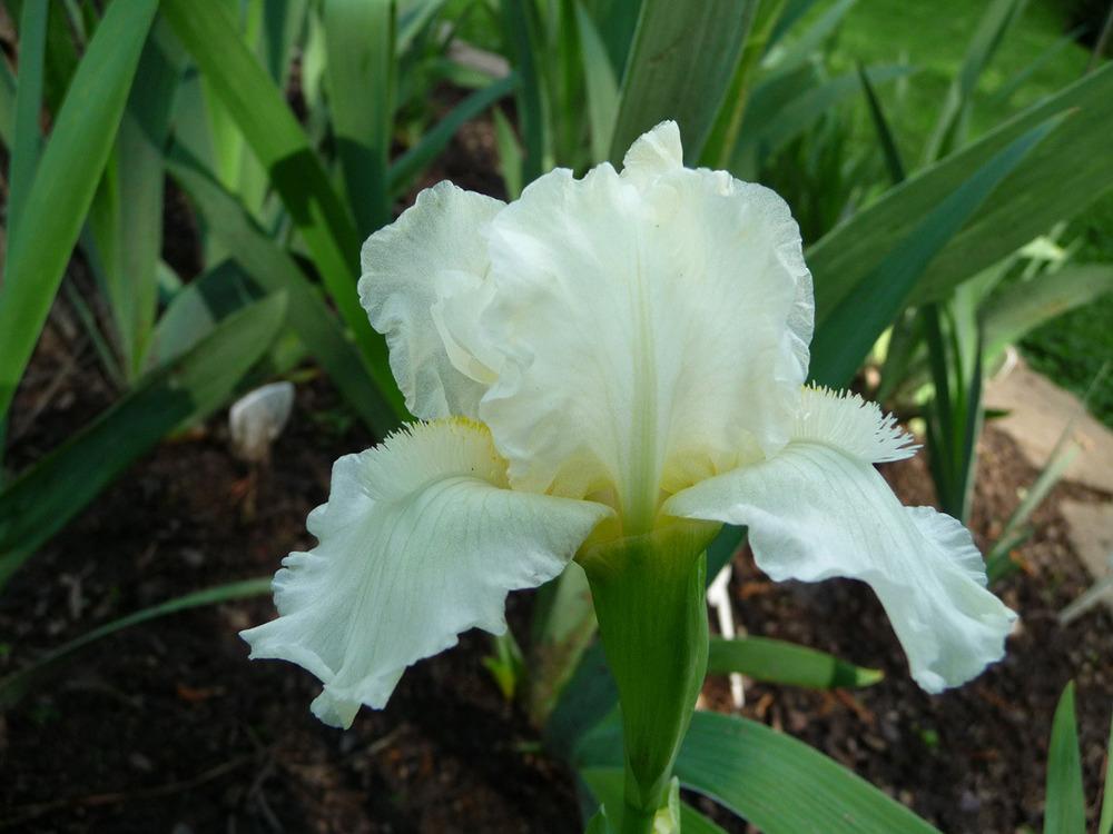 Photo of Intermediate Bearded Iris (Iris 'Jersey Cream') uploaded by Lestv