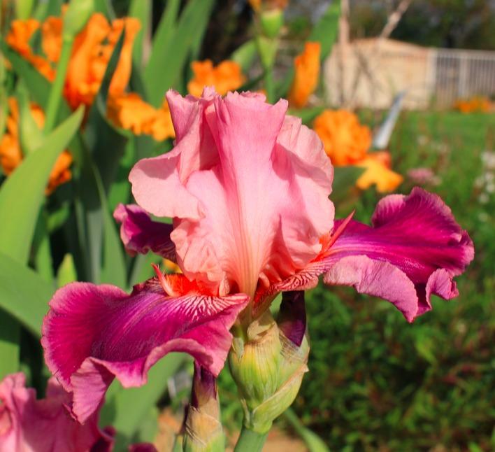 Photo of Tall Bearded Iris (Iris 'My Pleasure') uploaded by Moiris
