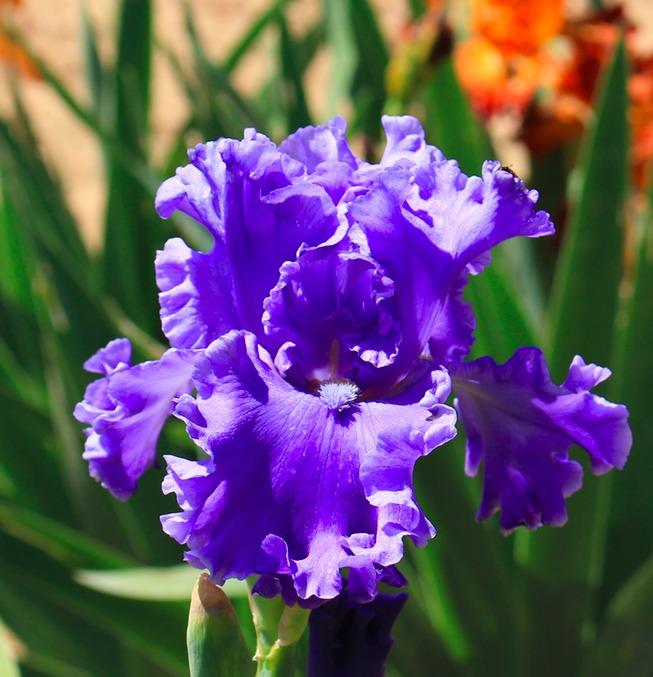 Photo of Tall Bearded Iris (Iris 'Sea Power') uploaded by Moiris
