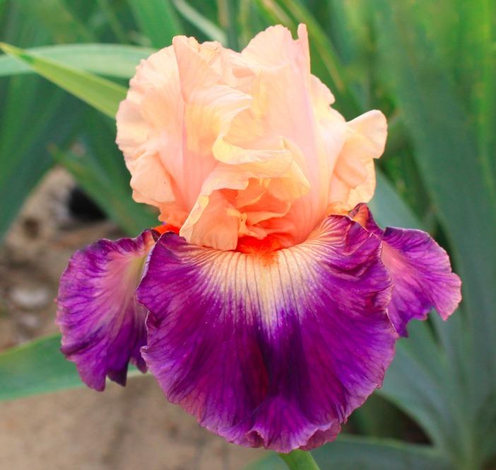 Photo of Tall Bearded Iris (Iris 'Gitano') uploaded by Moiris