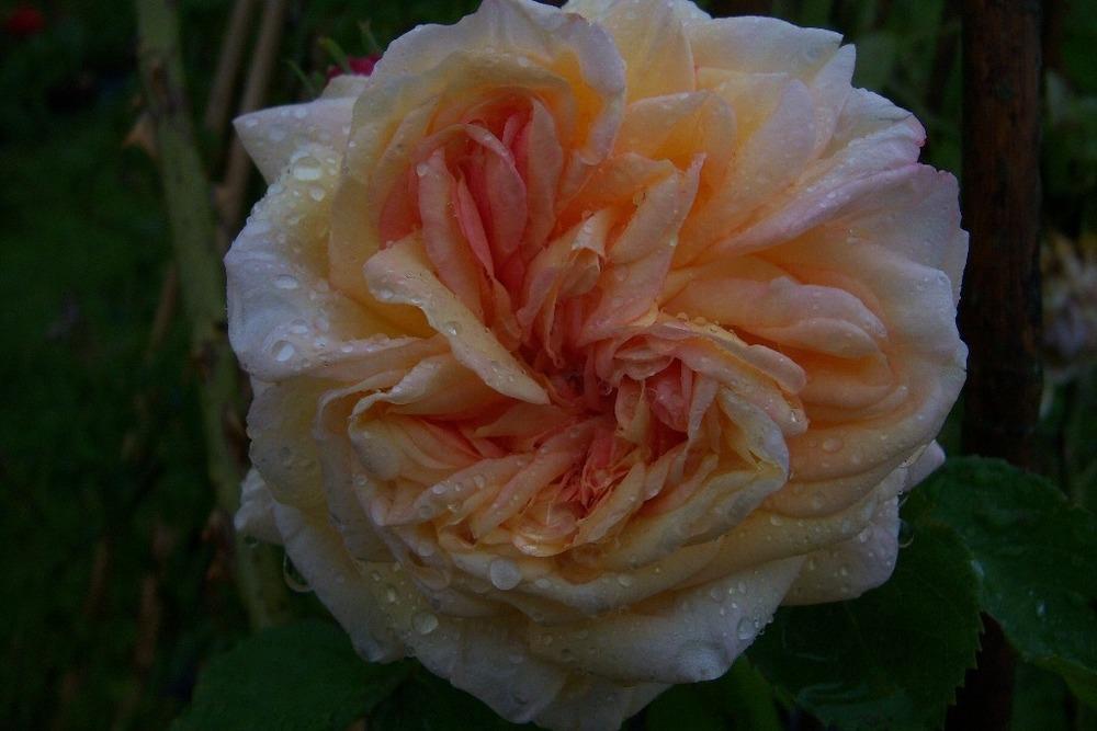Photo of Rose (Rosa 'Alchymist') uploaded by admin